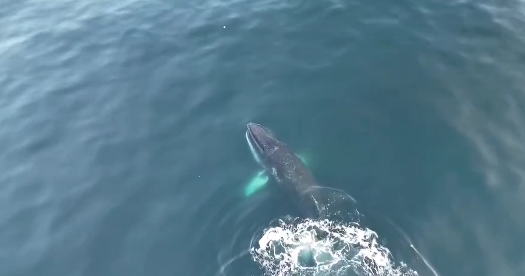 Полярники показали, як дитинча кита-горбача грає наввипередки з "Ноосферою"